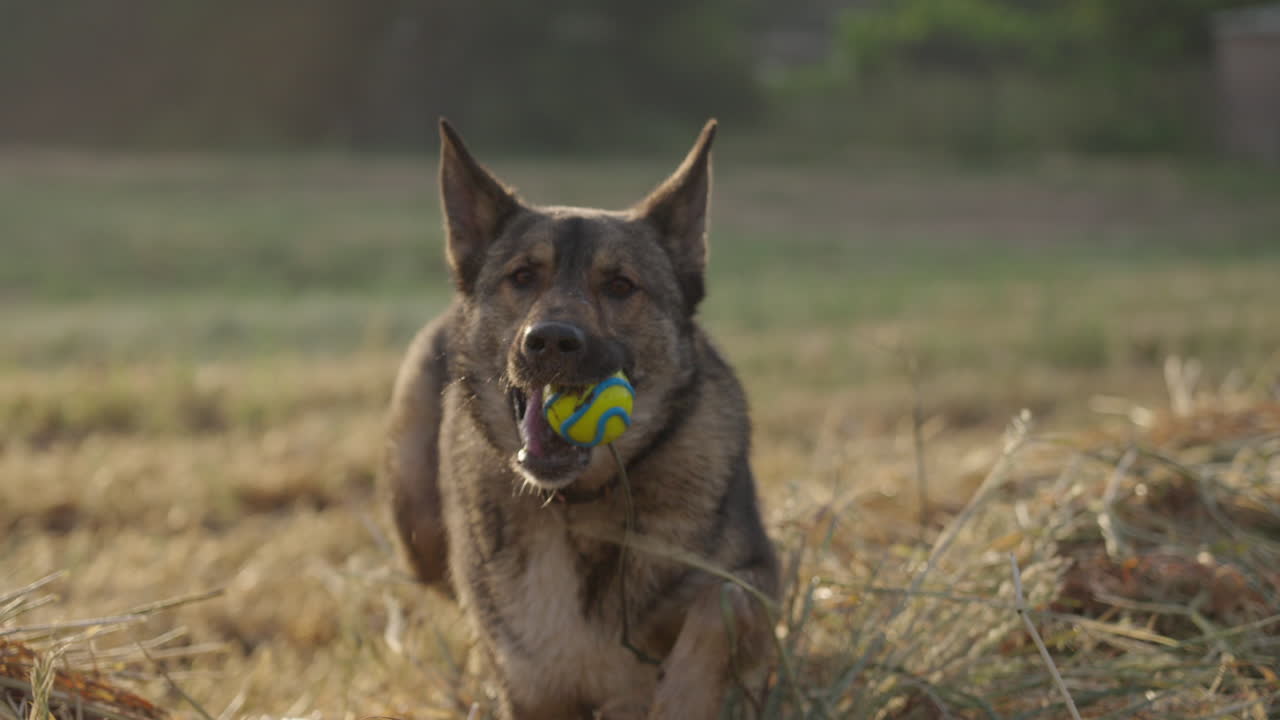 Slow Motion Lupo Italiano Approaching Camera Dropping Ball