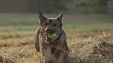 slow motion lupo italiano approaching camera dropping ball