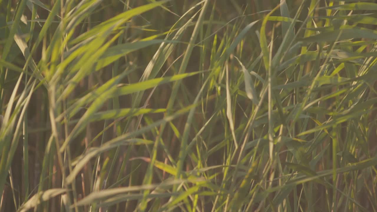 cerca de la hierba alta en un campo