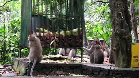 clip of two long-tailed macaque balinese monkeys trying to get food from a locked cage of food containing corn and sweet potatoes in monkey forest ubud bali