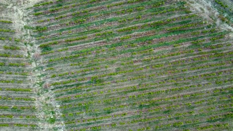 tiro de drone de pueblo de granja agrícola