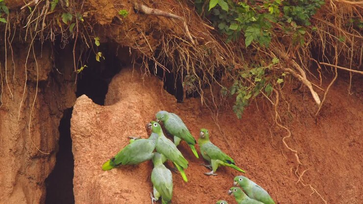 Mealy parrots gather at Chuncho Clay Lick, feeding on nutrient-rich clay in peaceful harmony.