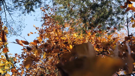 Slow-motion-shot-of-autumn-leaves-falling