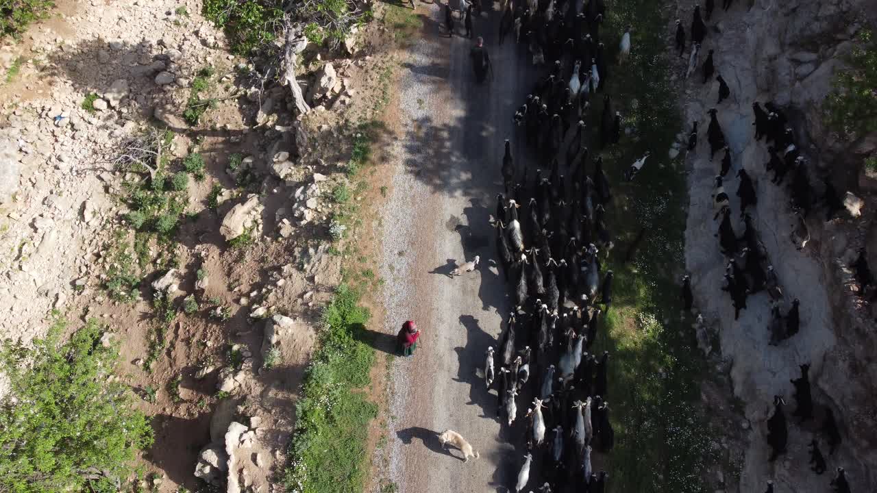 드론 을 가진 염소 무리 의 이미지