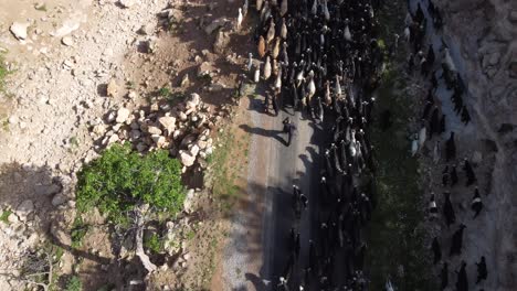 imagen rebaño de cabras con avión no tripulado