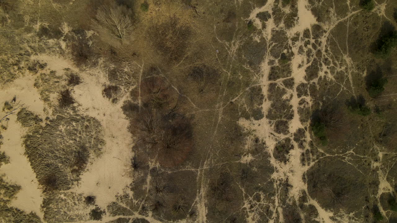 duna en alta mar con hierba y árboles en la reserva natural de mewia lacha en la isla de sobieszewo, bahía de gdansk, mar báltico, polonia