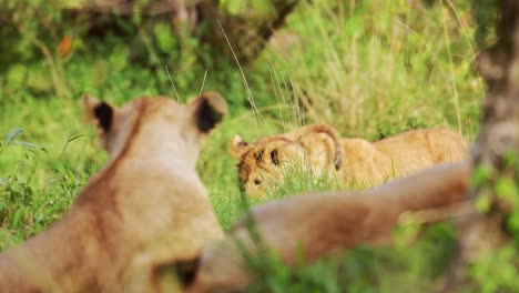 Primer-Plano-De-Los-5-Grandes-Cachorros-De-León-Juegan-Peleando-Siendo-Lindos-Y-Descarados,-Vida-Silvestre-Africana-En-La-Reserva-Nacional-De-Maasai-Mara,-Kenia,-Jóvenes-Y-Lindos-Animales-De-Safari-Africanos-Divirtiéndose