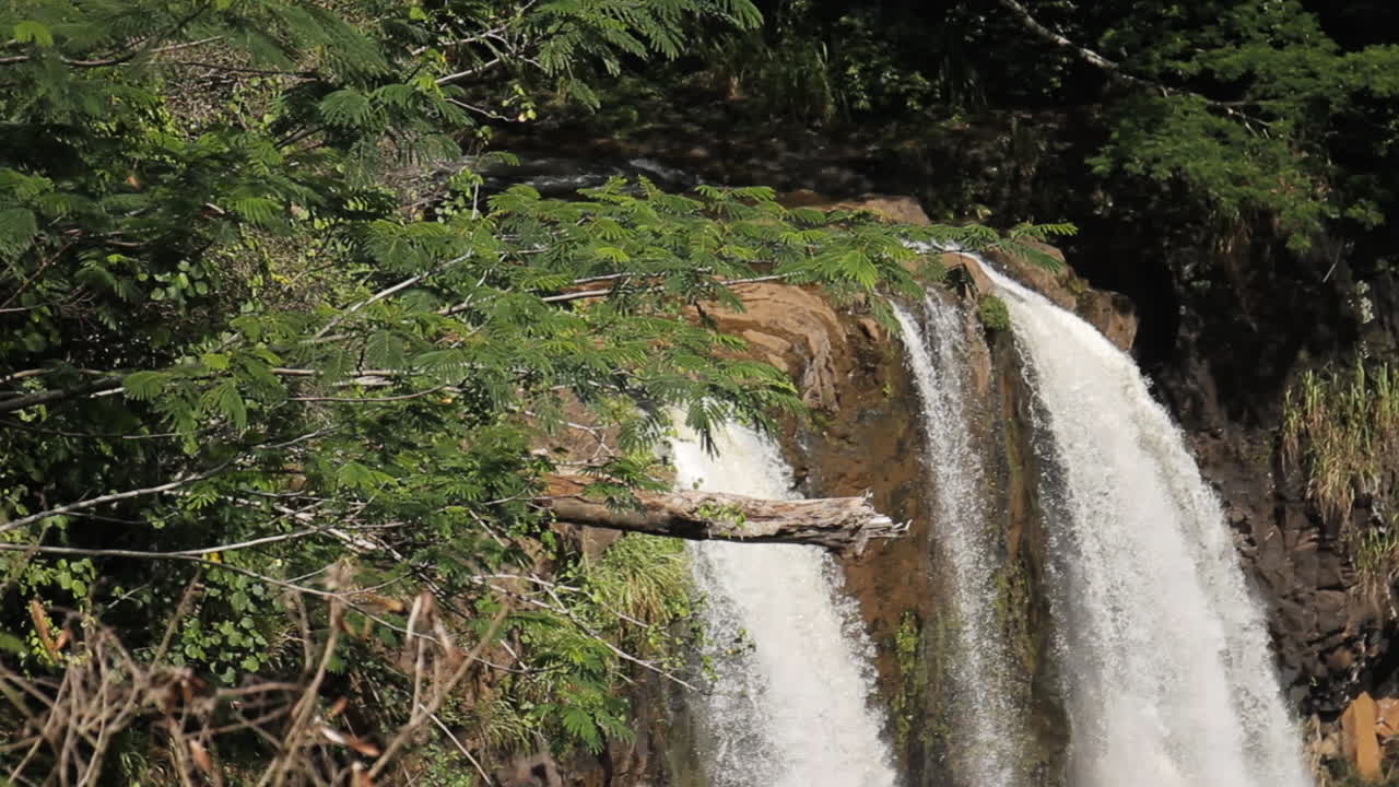 cascada fluye hacia abajo en el bosque rodeado de arbustos verdes