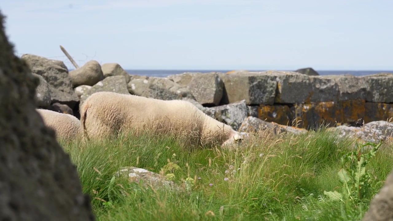 Pecore al pascolo su un terreno roccioso costiero a Stavstø Farsund, Norvegia, al rallentatore, con l'oceano visibile