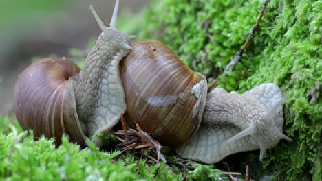 helix pomatia also roman snail, burgundy snail