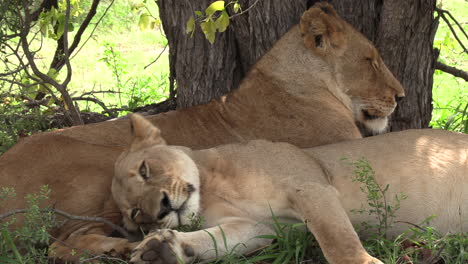 two lionesses snuggle together under a tree on a hot day in africa