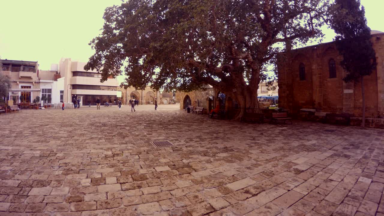 피쿠스 시코모루스 (ficus sycomorus) 는 라라 무스타파 파샤 (lala mustafa pasha) 와 성 니콜라스 대성당 (cathedral of st. nicholas) 앞의 광장이다.