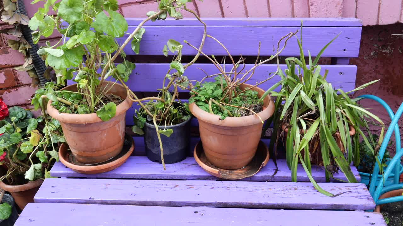 Purple Bench with Potted Plants