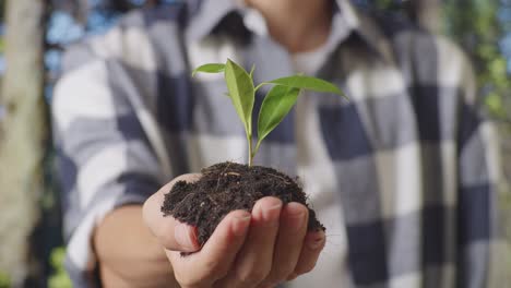 mano sosteniendo una pequeña plántula