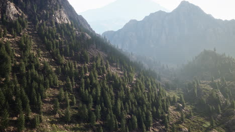 Bosque-De-Pinos-Que-Crece-En-Las-Montañas