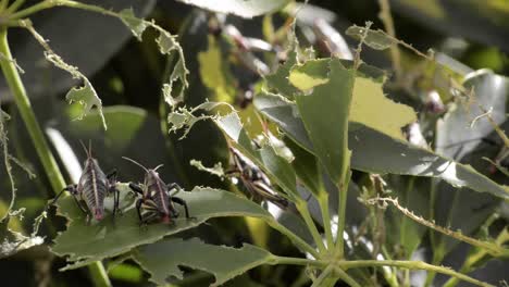 Ein-Haufen-Grillen-Heuschrecken,-Die-Sich-Darauf-Ausruhen,-Ein-Angebissenes-Blatt-Zu-Essen