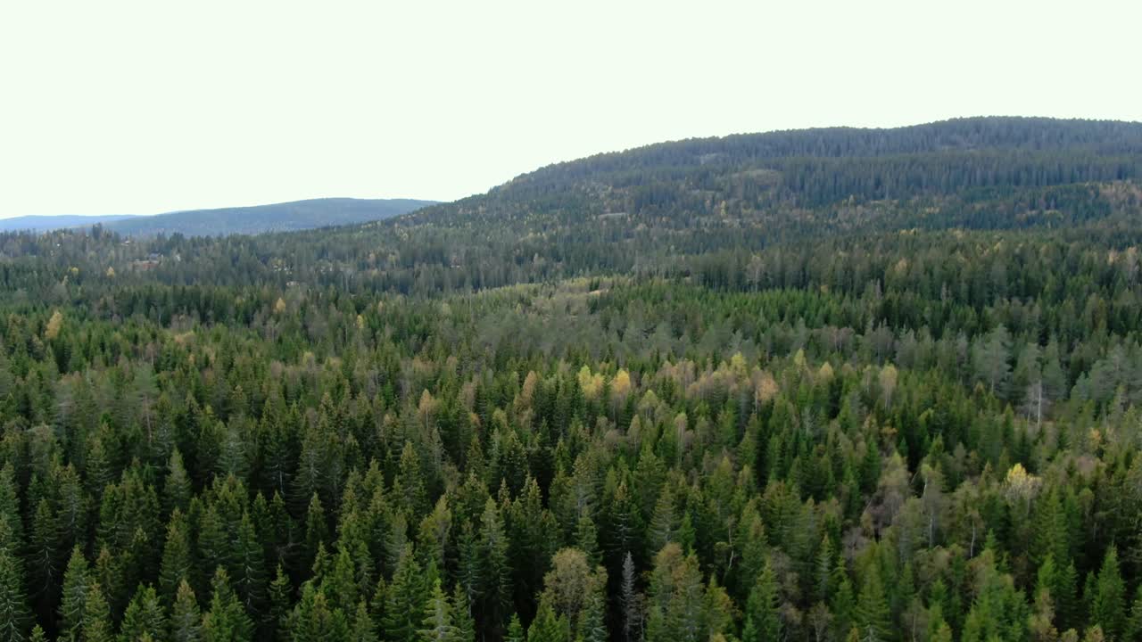 Vista aerea laterale di montagne verdi ricoperte da molti alberi.