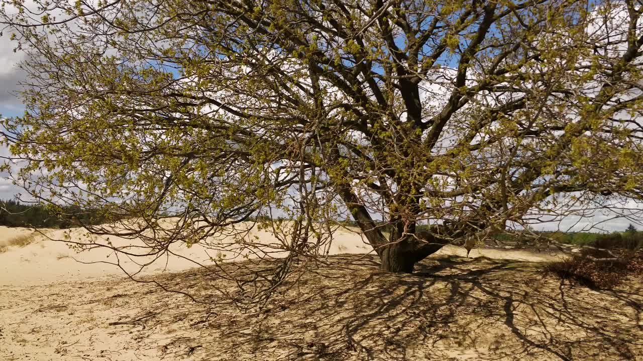 造成荒漠化的過度放牧造成的侵