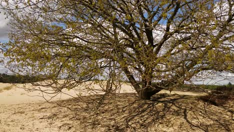erosion due to overgrazing with desertification as result