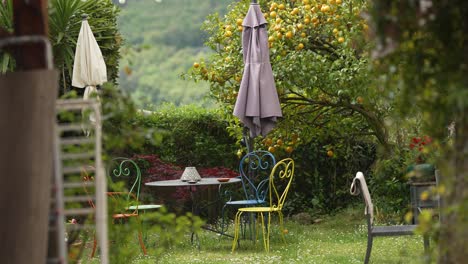 cute backyard with an orange tree