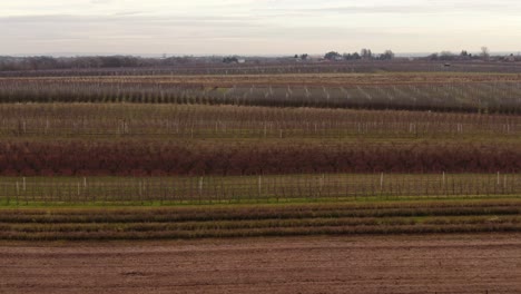 Winter-landscape-of-bare-vineyard-in-southern-Poland,-aerial-view