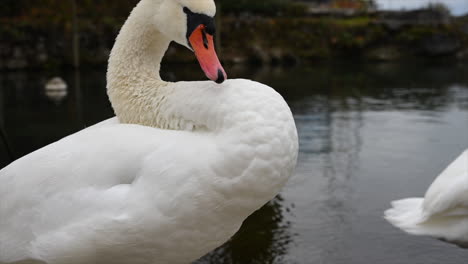 a swan scratches its side with white feathers on the edge of lake leman in a port