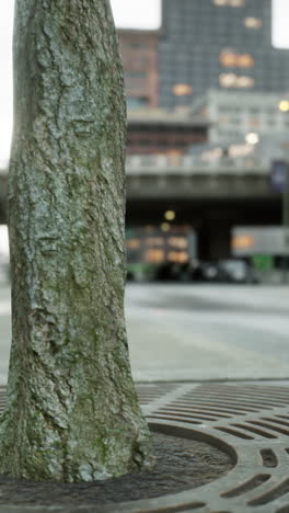 a close-up of a tree trunk in a city