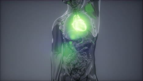 examen de radiología del corazón humano