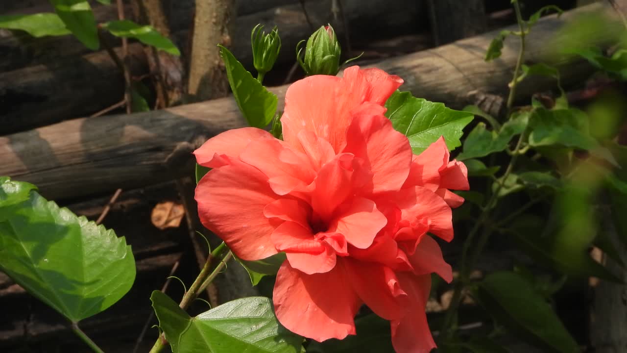 Ibisco - Bellissimo fiore - rosso - verde.