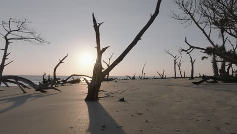 Beach with Dead Trees at Sunrise