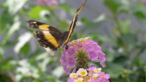 Monarchfalter-Sitzt-Auf-Rosafarbener-Blütenblüte-Und-Arbeitet,-Makro-Nahaufnahme