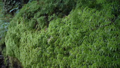 Dolly-out,-person-touches-lush-green-moss,-New-Zealand