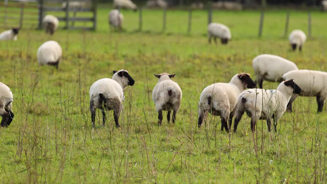 Sheep graze peacefully in a lush green pasture under soft daylight at Lake Tekapo, New Zealand