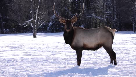 Toro-Alce-Macho-Mira-Cámara-Slomo-Invierno-Impresionante-Rack