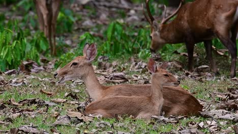 the eld's deer is an endangered species due to habitat loss and hunting