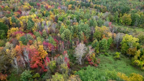 Stunning-aerial-footage-of-a-dense-Massachusetts-forest-displaying-bright-autumnal-foliage-in-shades-of-red,-yellow,-amber,-orange-and-green