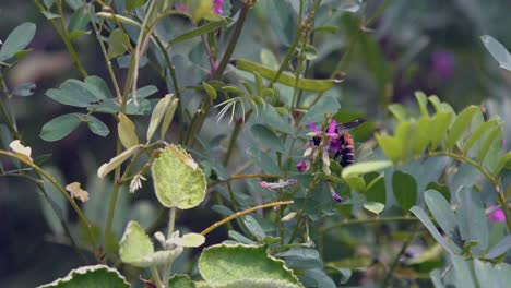 Close-Shot-of-Wasp-Flying-Around-in-the-Green-Bushes