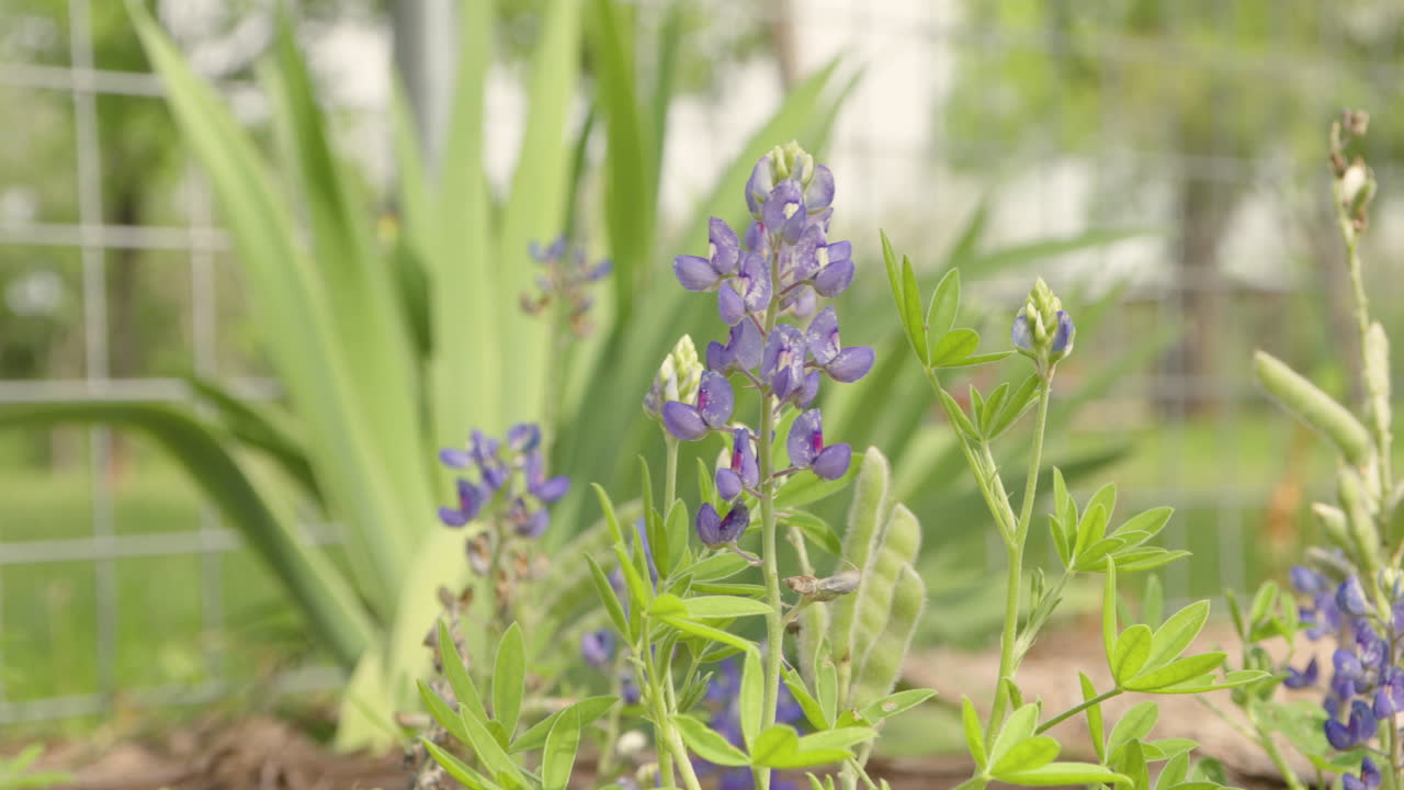 A static 4K shot of bluebonnets swaying gently in the light breeze, showcasing their vibrant blue petals. The scene captures the beauty and serenity of this iconic Texas flower.