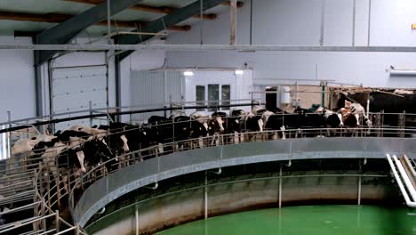 milking cows by automatic industrial milking rotary system in modern diary farm