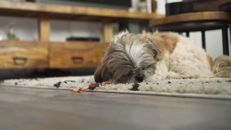 Boomer-dog-playing-with-chew-toy-treat-on-living-room-rug,-medium-shot