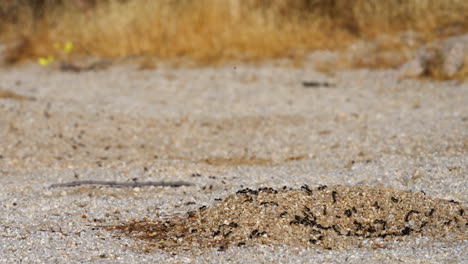 close up time lapse of ants in a line coming in and out of ant hill