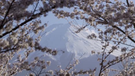 cinematic close up of mt. fuji with stunning cherry blossoms in spring