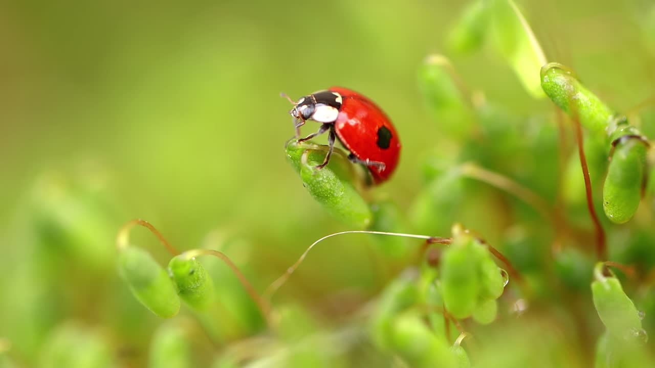 close-up della fauna selvatica di una coccinella nell'erba verde nella foresta