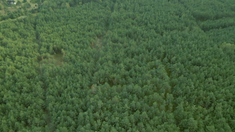 flying over natural forest landscape with dense green vegetation in kowalskie blota in north central, poland - aerial drone shot