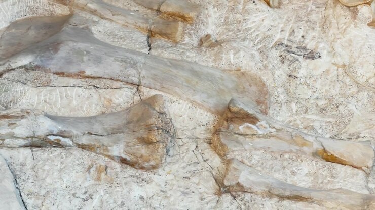 Store forstenede lemmer dukker frem fra klippen på et dinosaurudgravningssted, detaljeret nærbillede