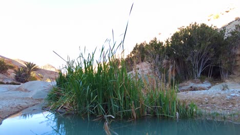 Un-Río-En-Medio-Del-Desierto-Del-Sahara-Argelia-Biskra