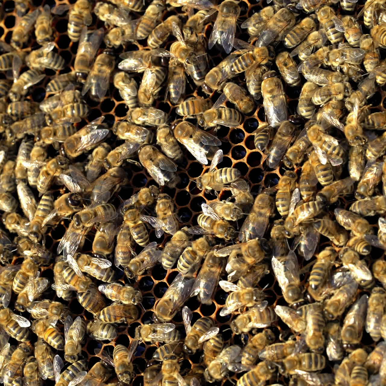 Busy bees working their hive feeding and maintaining the comb. A lot of bees amassed and swarming together on surface. Close-up