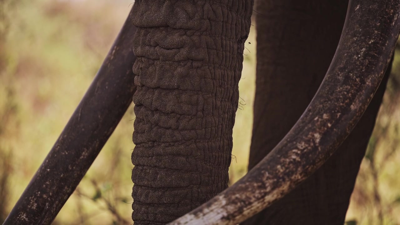 Zanne di elefante africano in primo piano, dettaglio di grandi zanne e proboscide nel Parco Nazionale di Amboseli in Kenya, Africa, incredibile fauna selvatica africana in safari.
