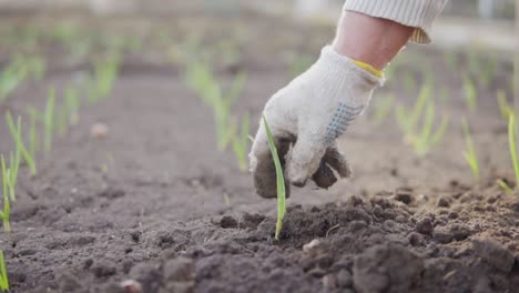 Vista-De-Cerca-De-Una-Mano-En-Guante-Limpiando-El-Suelo-Alrededor-De-Las-Plantas.-Plantar-Cebolla-En-El-Suelo.-Filmado-En-Cámara-Lenta