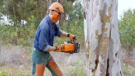 lumberjack with chainsaw cutting tree trunk in forest 4k